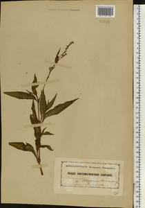 Persicaria maculosa Gray, Eastern Europe, South Ukrainian region (E12) (Ukraine)