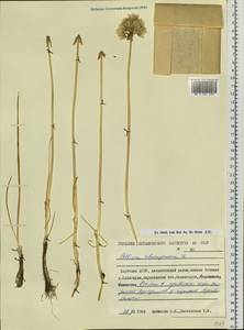 Allium schoenoprasum L., Siberia, Yakutia (S5) (Russia)