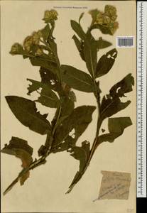 Inula thapsoides (M. Bieb.) Spreng., Caucasus, Stavropol Krai, Karachay-Cherkessia & Kabardino-Balkaria (K1b) (Russia)