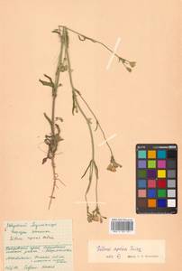 Silene aprica Turcz. ex Fisch. & C. A. Mey., Siberia, Russian Far East (S6) (Russia)