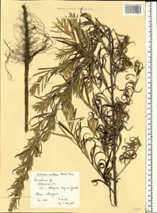 Artemisia dubia Wall. ex Besser, Eastern Europe, Moscow region (E4a) (Russia)