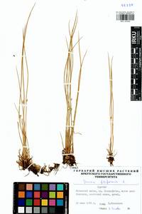 Juncus filiformis L., Siberia, Baikal & Transbaikal region (S4) (Russia)