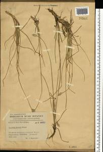 Sesleria coerulans Friv., Eastern Europe, West Ukrainian region (E13) (Ukraine)