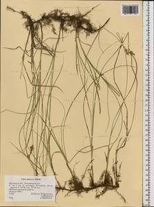 Carex praecox Schreb., Eastern Europe, Central forest-and-steppe region (E6) (Russia)