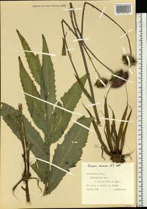 Cirsium canum (L.) All., Eastern Europe, West Ukrainian region (E13) (Ukraine)