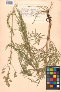 Thalictrum lucidum L., Eastern Europe, Moscow region (E4a) (Russia)