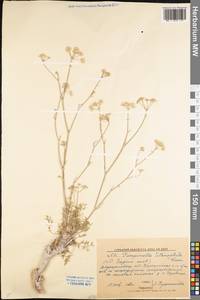 Pimpinella tragium Vill., Eastern Europe, North Ukrainian region (E11) (Ukraine)