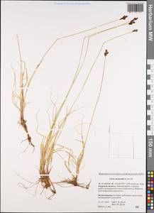 Carex lachenalii Schkuhr , nom. cons., Siberia, Russian Far East (S6) (Russia)