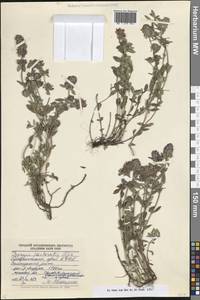 Thymus pastoralis Iljin, Caucasus, Stavropol Krai, Karachay-Cherkessia & Kabardino-Balkaria (K1b) (Russia)