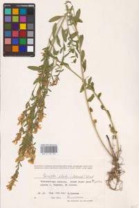 Genista tinctoria subsp. tinctoria, Eastern Europe, West Ukrainian region (E13) (Ukraine)