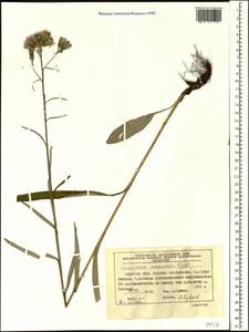 Saussurea amurensis Turcz. ex DC., Siberia, Russian Far East (S6) (Russia)