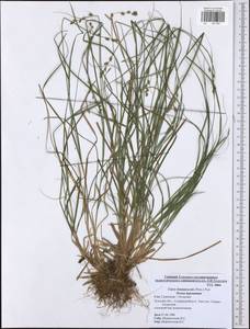 Carex brunnescens (Pers.) Poir., Eastern Europe, Central region (E4) (Russia)