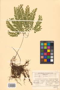 Adiantum pedatum L., Siberia, Russian Far East (S6) (Russia)