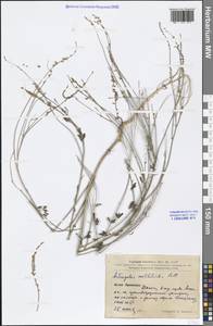 Astragalus melilotoides Pall., South Asia, South Asia (Asia outside ex-Soviet states and Mongolia) (ASIA) (China)