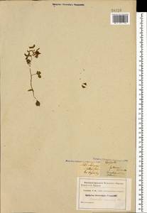 Corydalis caucasica DC., Caucasus (no precise locality) (K0)