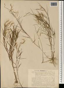 Pogonatherum paniceum (Lam.) Hack., South Asia, South Asia (Asia outside ex-Soviet states and Mongolia) (ASIA) (Philippines)