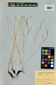 Festuca rubra L., Siberia, Baikal & Transbaikal region (S4) (Russia)