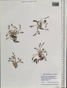 Papaver nudicaule subsp. nudicaule, Siberia, Baikal & Transbaikal region (S4) (Russia)