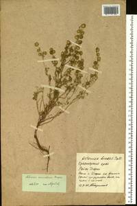 Artemisia samoiedorum Pamp., Siberia, Central Siberia (S3) (Russia)