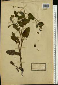 Symphytum tauricum Willd., Eastern Europe, South Ukrainian region (E12) (Ukraine)