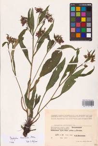 Symphytum tanaicense Steven, Eastern Europe, Lower Volga region (E9) (Russia)