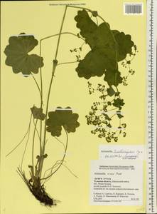 Alchemilla lindbergiana Juz., Eastern Europe, Central region (E4) (Russia)