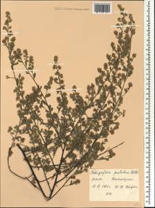 Indigofera pulchra Willd., Africa (AFR) (Mali)