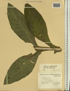 Verbascum densiflorum Bertol., Eastern Europe, Central forest-and-steppe region (E6) (Russia)