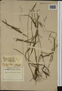 Lolium giganteum (L.) Darbysh., Western Europe (EUR) (Germany)