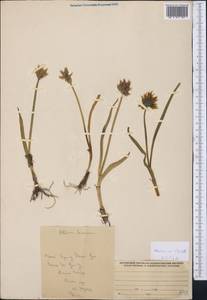 Allium semenovii Regel, Middle Asia, Northern & Central Tian Shan (M4) (Kyrgyzstan)