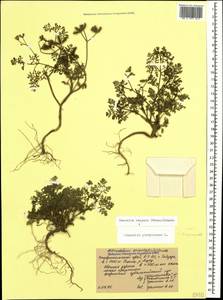 Caucalis platycarpos L., Caucasus, Stavropol Krai, Karachay-Cherkessia & Kabardino-Balkaria (K1b) (Russia)