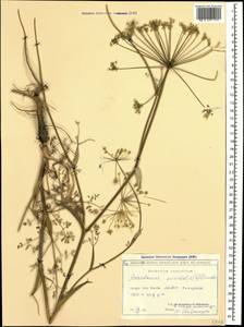 Astrodaucus orientalis (L.) Drude, Caucasus, Georgia (K4) (Georgia)