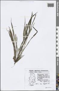 Setaria faberi R.A.W.Herrm., Eastern Europe, Volga-Kama region (E7) (Russia)