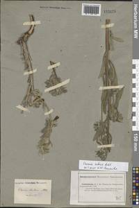 Onosma setosa Ledeb., Eastern Europe, Lower Volga region (E9) (Russia)