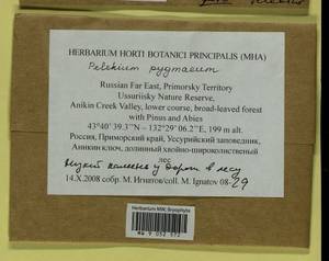 Pelekium pygmaeum (Schimp.) Touw, Bryophytes, Bryophytes - Russian Far East (excl. Chukotka & Kamchatka) (B20) (Russia)