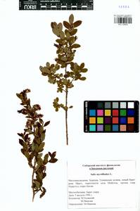 Salix myrtilloides L., Siberia, Baikal & Transbaikal region (S4) (Russia)