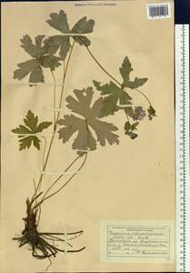 Geranium platyanthum Duthie, Siberia, Russian Far East (S6) (Russia)