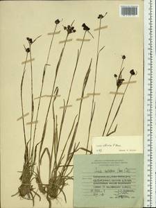 Luzula multiflora subsp. sibirica V. I. Krecz., Siberia, Russian Far East (S6) (Russia)