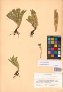 Huperzia selago subsp. appressa (La Pylaie ex Desv.) D.Löve, Eastern Europe, Northern region (E1) (Russia)