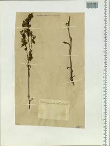 Campanula sibirica L., Siberia, Altai & Sayany Mountains (S2) (Russia)