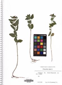 Clinopodium vulgare L., Eastern Europe, Middle Volga region (E8) (Russia)