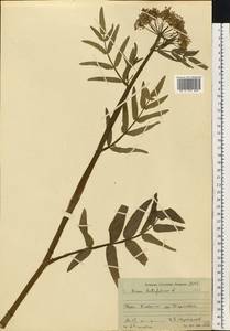 Sium latifolium L., Eastern Europe, Moscow region (E4a) (Russia)