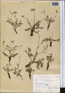 Aulacospermum roseum Korovin, Middle Asia, Pamir & Pamiro-Alai (M2) (Tajikistan)