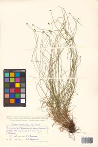 Carex onoei Franch. & Sav., Siberia, Russian Far East (S6) (Russia)