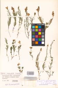 MHA 0 159 278, Linaria biebersteinii Besser, Eastern Europe, Lower Volga region (E9) (Russia)