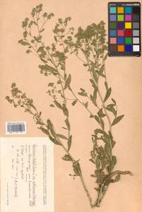 Lepidium affine Ledeb., Siberia, Russian Far East (S6) (Russia)