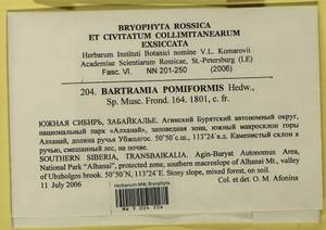 Bartramia pomiformis Hedw., Bryophytes, Bryophytes - Baikal & Transbaikal regions (B18) (Russia)