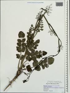 Pimpinella peregrina L., Crimea (KRYM) (Russia)