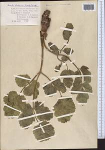 Ferula botschantzevii Korovin, Middle Asia, Pamir & Pamiro-Alai (M2) (Uzbekistan)