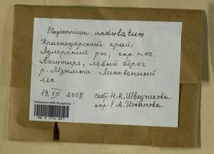 Plagiomnium undulatum (Hedw.) T.J. Kop., Bryophytes, Bryophytes - North Caucasus & Ciscaucasia (B12) (Russia)